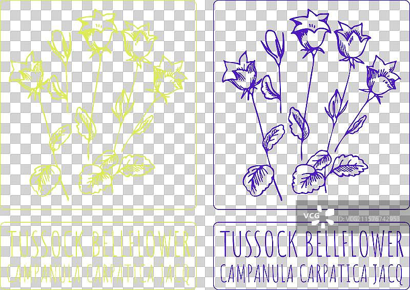 手绘的丛生铃兰图画图片素材