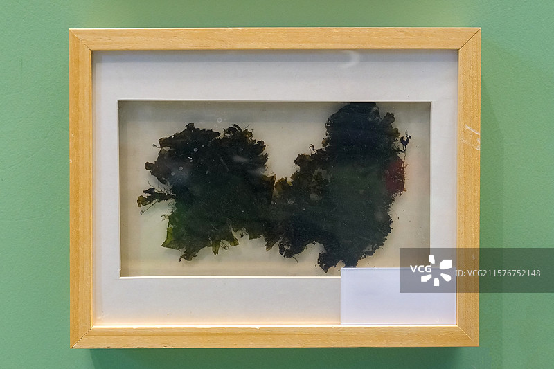 地钱 国家自然博物馆图片素材