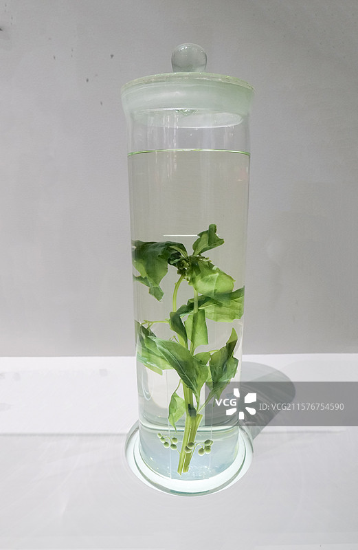 龙葵（果实） 国家自然博物馆植物世界展厅图片素材