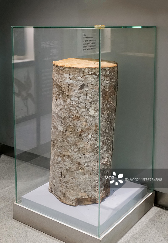 轻木 国家自然博物馆植物世界展厅	著名景点，考古学，古生物学，生物学，植物学，博物馆，展览馆，陈列室图片素材
