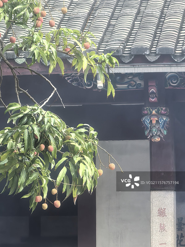 福州西禅古寺荔枝图片素材