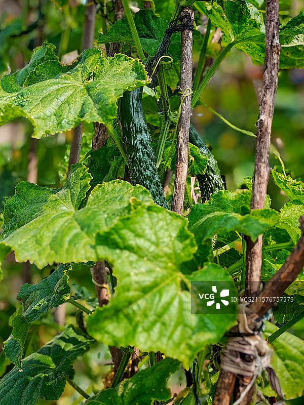 新鲜黄瓜图片素材