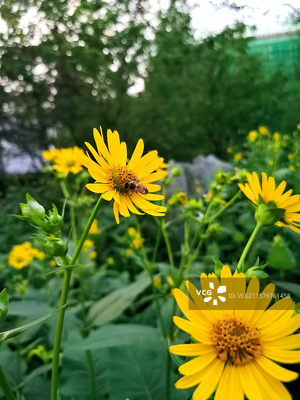花开蜂自来，龙潭公园里的串叶松香草图片素材