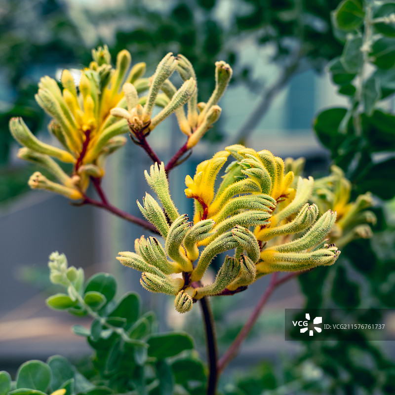 高袋鼠爪特写一拍花朵上覆盖着天鹅绒般的细毛图片素材