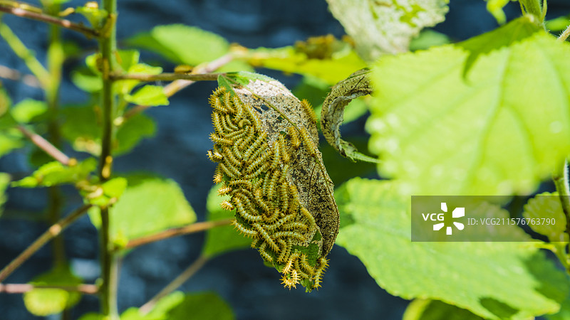 碗窑古村 温州苍南图片素材