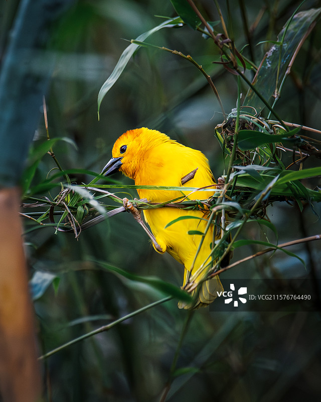 黄胸织巢鸟（baya weaver）图片素材