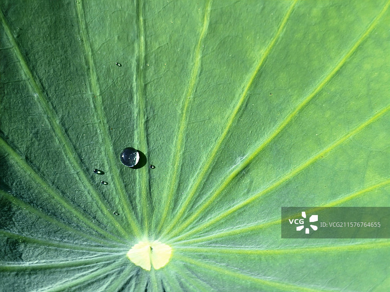 中国野生植物水生植物拍摄主题荷叶叶脉和水珠图片素材