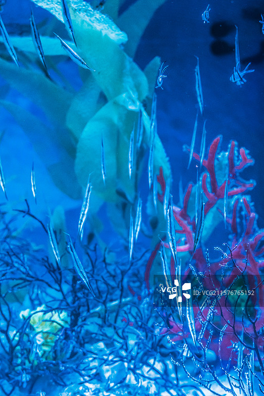 鱼类特写图片素材