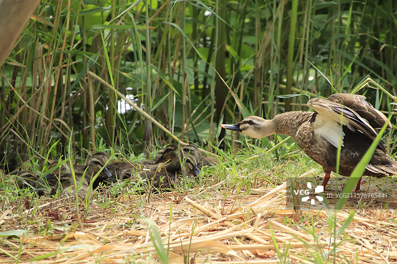 斑嘴鸭护宝宝岸上休憩图片素材