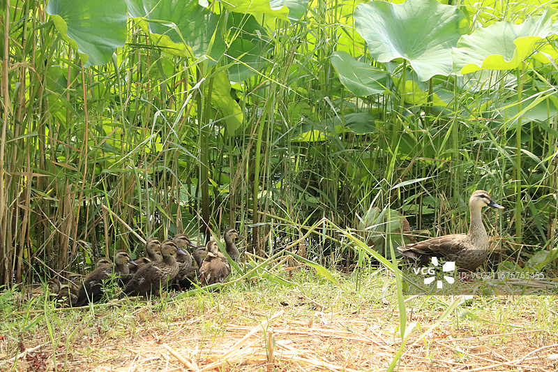 斑嘴鸭护宝宝岸上休憩图片素材