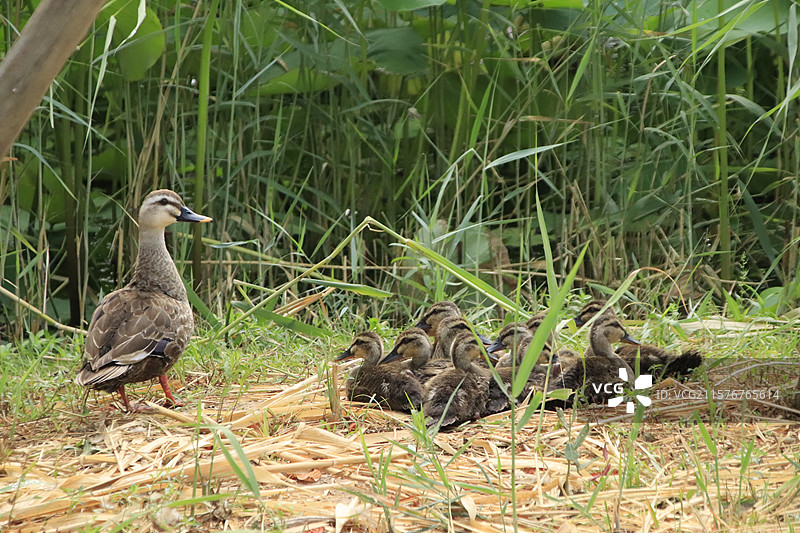 斑嘴鸭护宝宝岸上休憩图片素材