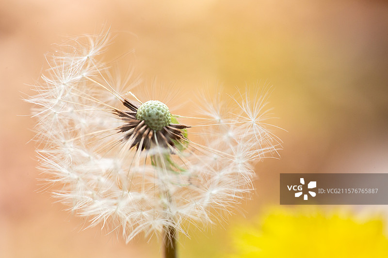 野外蒲公英特写，记录大自然图片素材