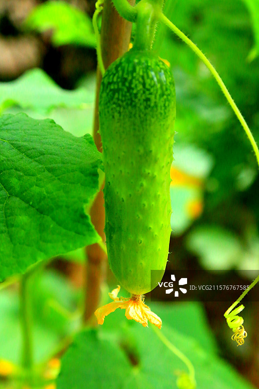 雄安新区雄县美景抓拍图片素材