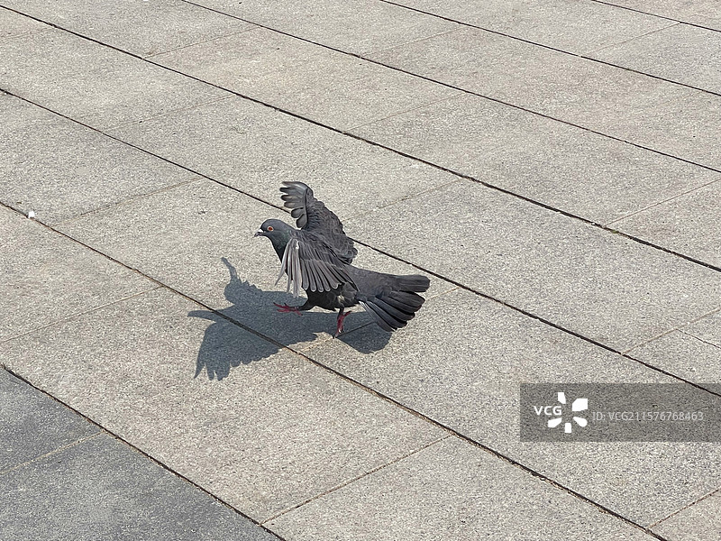 广场上展翅的灰鸽子河北省博物馆石家庄图片素材