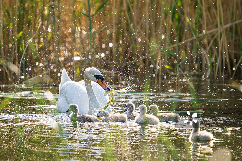 亚洲中国河南省郑州市北龙湖湿地公园疣鼻天鹅和雏鸟特写图片素材