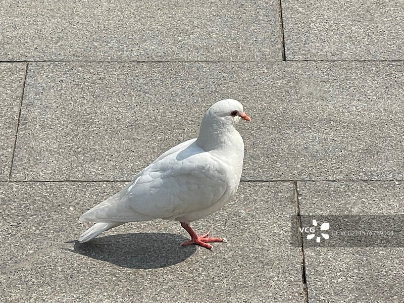 广场上的白色鸽子河北省博物馆广场图片素材