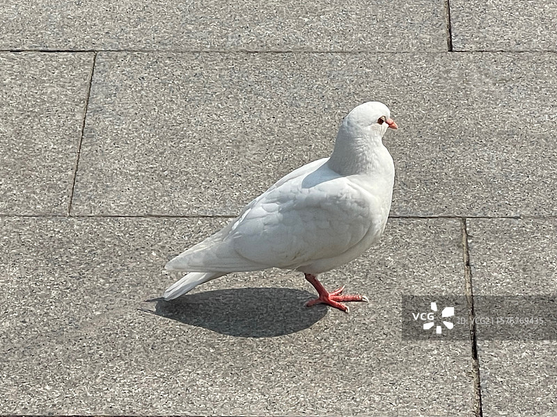 河北省博物院广场上石家庄一只白色鸽子图片素材