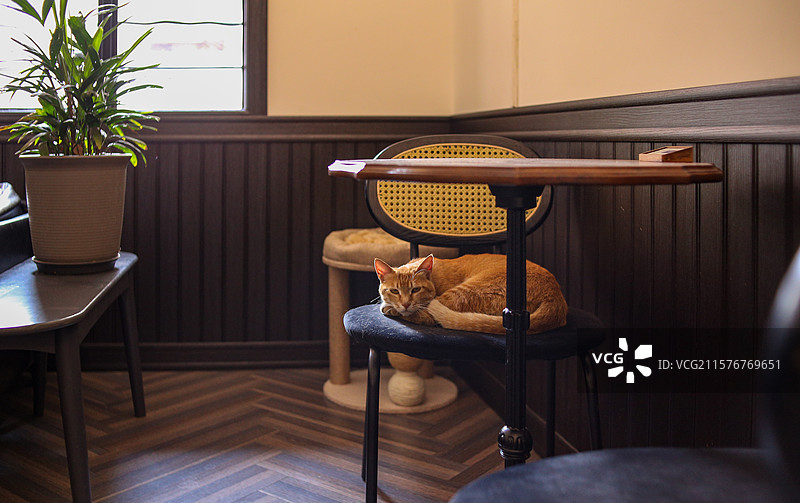 午后咖啡馆慵懒的猫咪图片素材