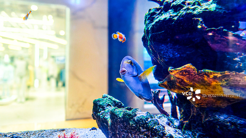 藏在喜隆多商场里的海底世界图片素材