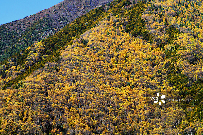 川西秋季色彩斑斓的山坡图片素材