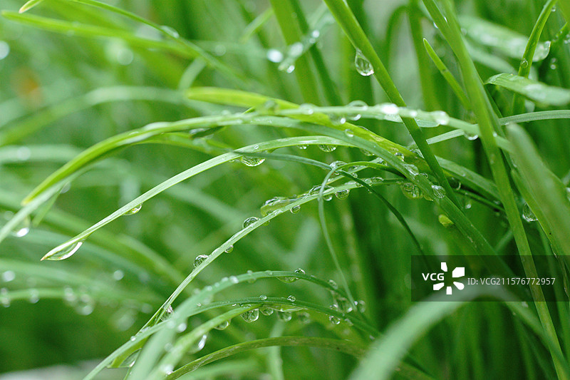 挂满水珠的植物叶子，植物自然生态，雨水水滴露珠露水，静物特写微距，夏季素材背景图片素材