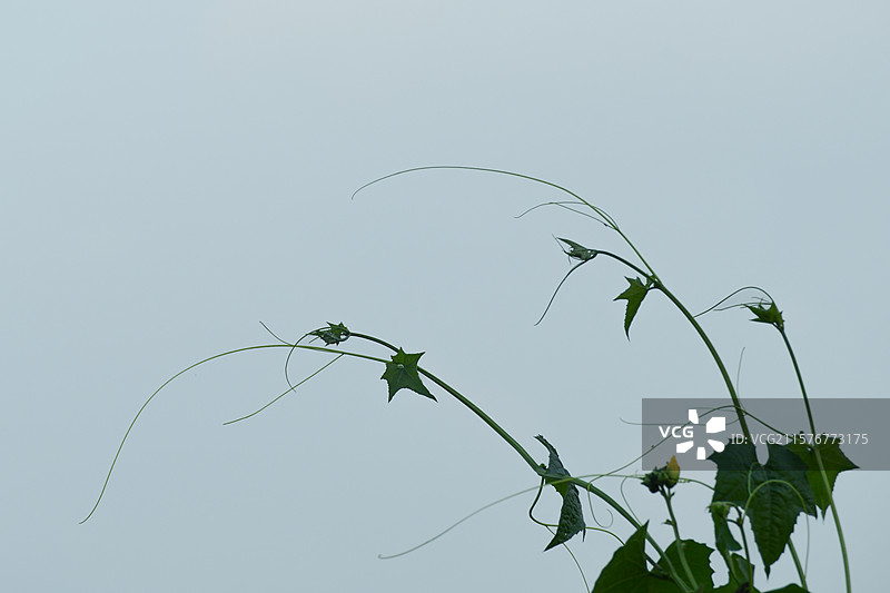 两只黄瓜的枝叶尖在空中弯弯画着美丽的弧形图片素材