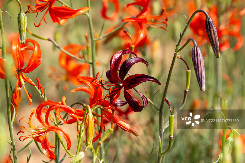 陕西子长市红艳艳的山丹丹花儿图片素材