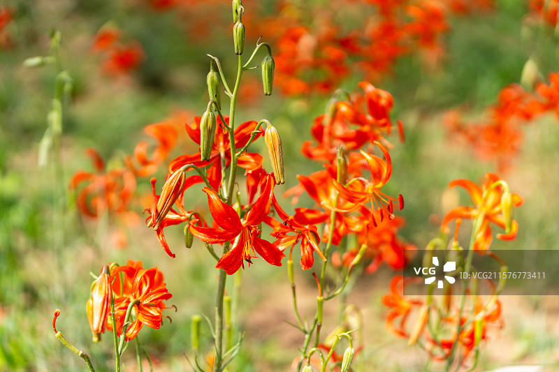陕西子长市红艳艳的山丹丹花儿图片素材