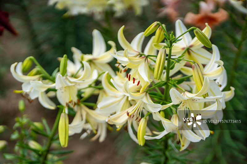 陕西子长市红艳艳的山丹丹花儿图片素材