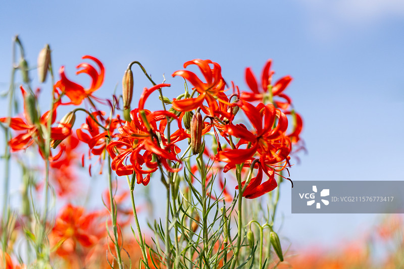 陕西子长市红艳艳的山丹丹花儿图片素材