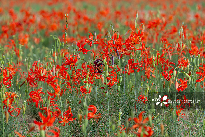 陕西子长市红艳艳的山丹丹花儿图片素材