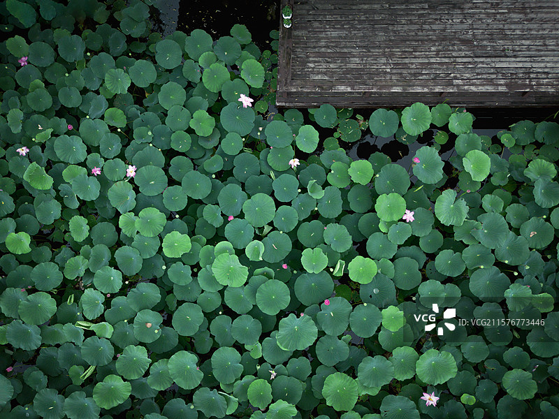 荷叶荷花图片素材