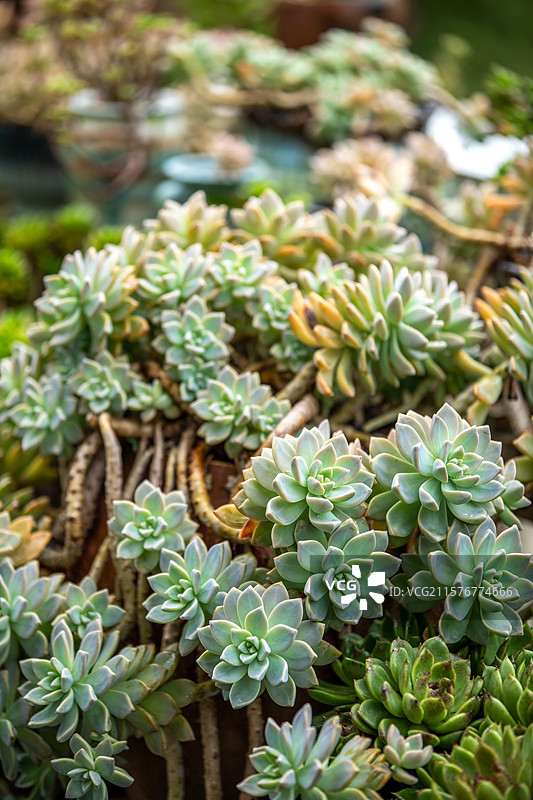 夏天长得很好的多肉植物图片素材