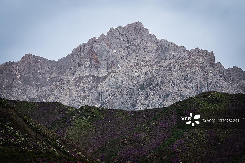 马牙雪山 碳窑沟 乌鞘岭 天祝小三峡 高山紫杜鹃 喜鹊岭 天祝藏族自治县 武威 天互公路 扎碾公路图片素材
