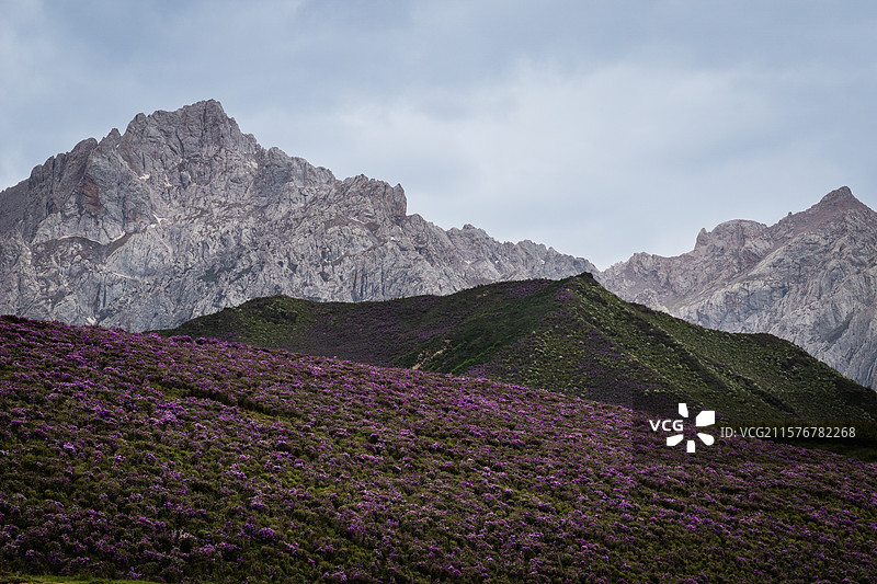 马牙雪山 碳窑沟 乌鞘岭 天祝小三峡 高山紫杜鹃 喜鹊岭 天祝藏族自治县 武威 天互公路 扎碾公路图片素材