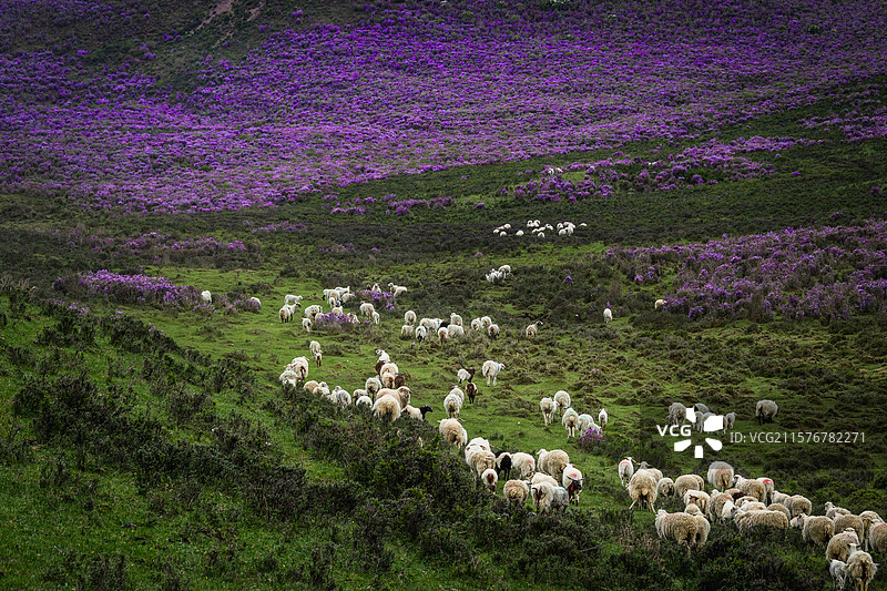 马牙雪山 碳窑沟 乌鞘岭 天祝小三峡 高山紫杜鹃 喜鹊岭 天祝藏族自治县 武威 天互公路 扎碾公路图片素材