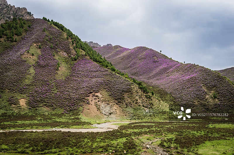 马牙雪山 碳窑沟 乌鞘岭 天祝小三峡 高山紫杜鹃 喜鹊岭 天祝藏族自治县 武威 天互公路 扎碾公路图片素材