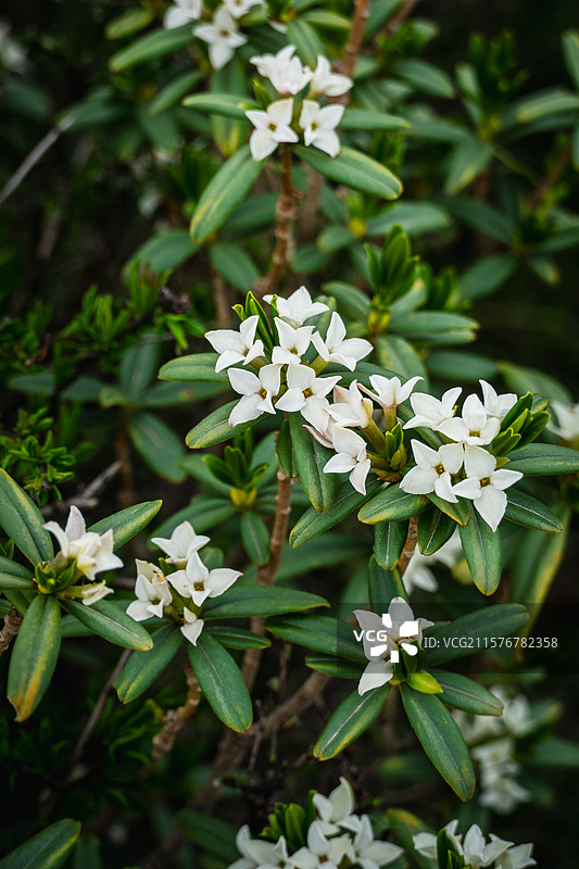 马牙雪山 碳窑沟 乌鞘岭 天祝小三峡 高山紫杜鹃 喜鹊岭 天祝藏族自治县 武威 天互公路 扎碾公路图片素材