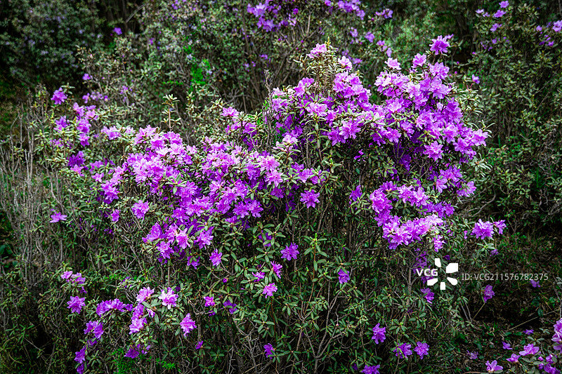 马牙雪山 碳窑沟 乌鞘岭 天祝小三峡 高山紫杜鹃 喜鹊岭 天祝藏族自治县 武威 天互公路 扎碾公路图片素材