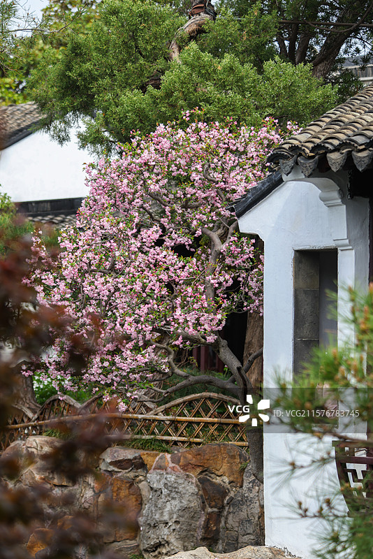 苏州园林之网师园园林建筑假山亭台楼榭花朵风光图片素材