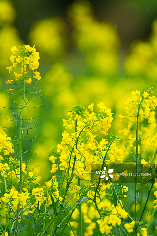 江西上饶油菜花图片素材