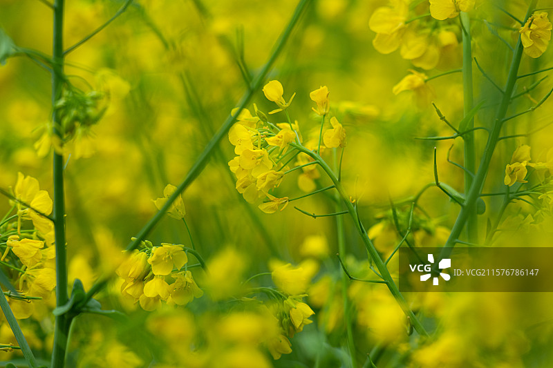 江西上饶油菜花图片素材