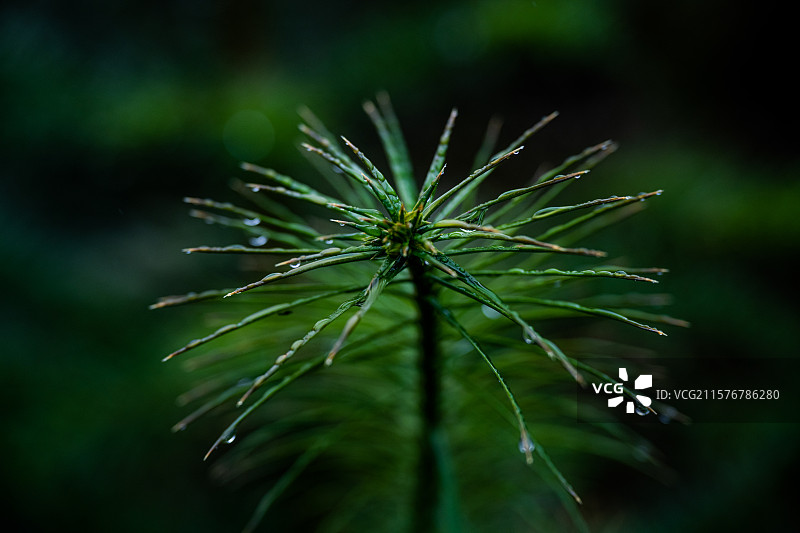杉树特写图片素材