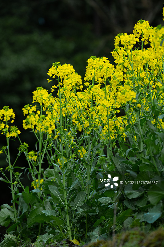 江西上饶油菜花图片素材