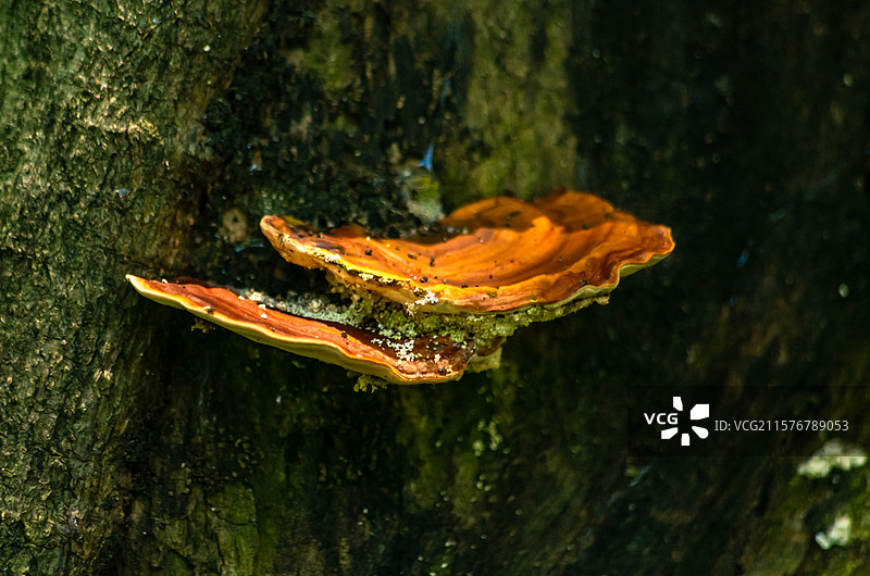 佛山三水荷花世界树干上的灵芝特写图片素材