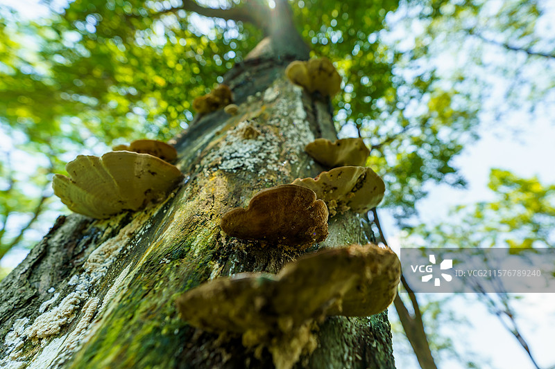 佛山三水荷花世界树干上的灵芝特写图片素材