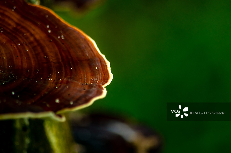 佛山三水荷花世界树干上的灵芝特写图片素材