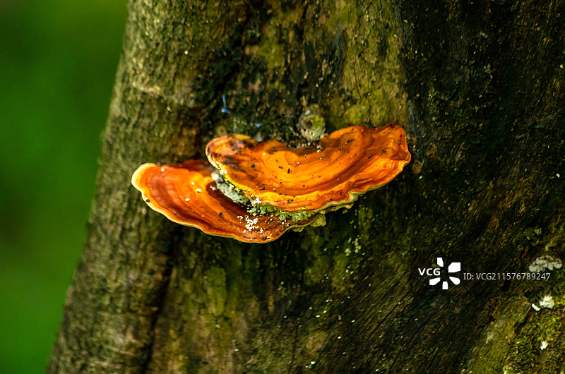 佛山三水荷花世界树干上的灵芝特写图片素材