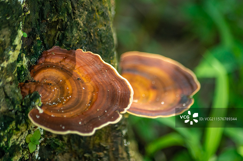 佛山三水荷花世界树干上的灵芝特写图片素材