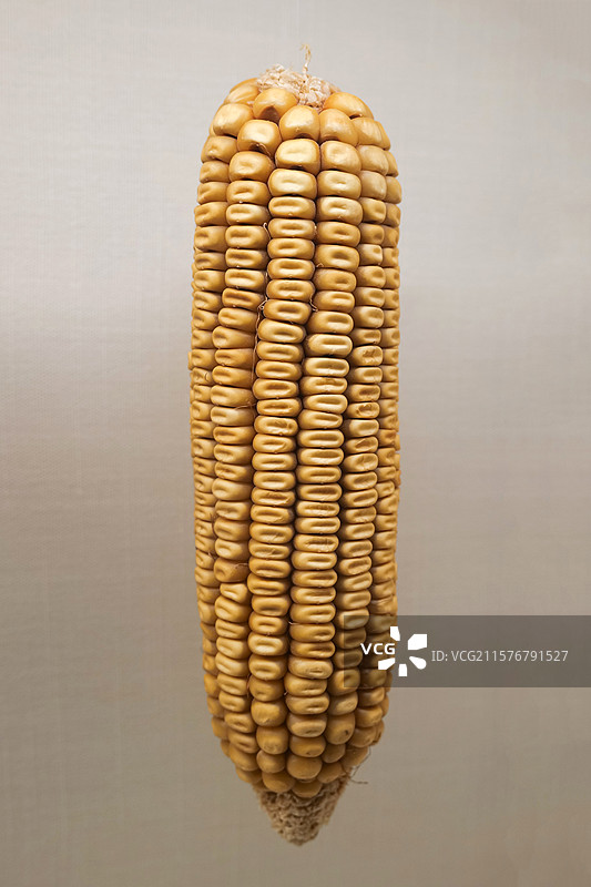 玉米（马齿型） 国家自然博物馆植物世界展厅图片素材
